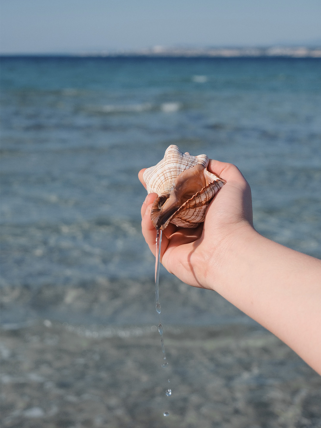 Discover Penawar & Desaru - Sea Shell